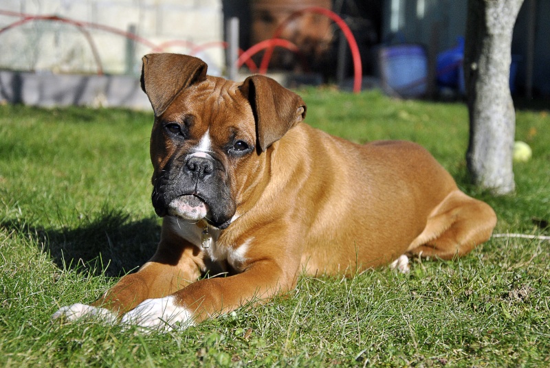 photos de vos chiens au naturel - Page 6 _dsc1110