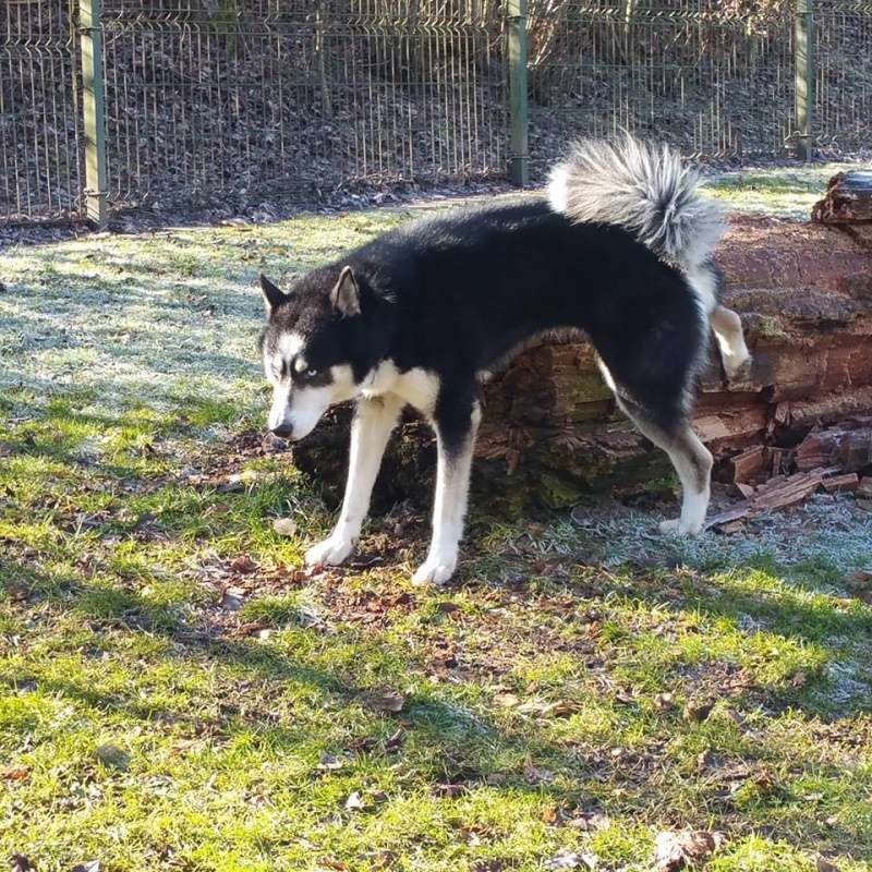 Flash, Husky mâle 3 ans REFU Suisse  ADOPTE 10314410