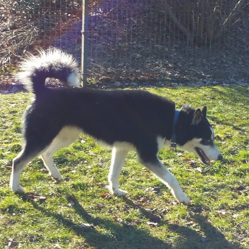 Flash, Husky mâle 3 ans REFU Suisse  ADOPTE 11034110
