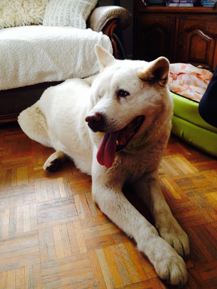 Akoya, Akita inu blanche (f)15/09/2007 pas de chiens, chats ASSO44 11041710