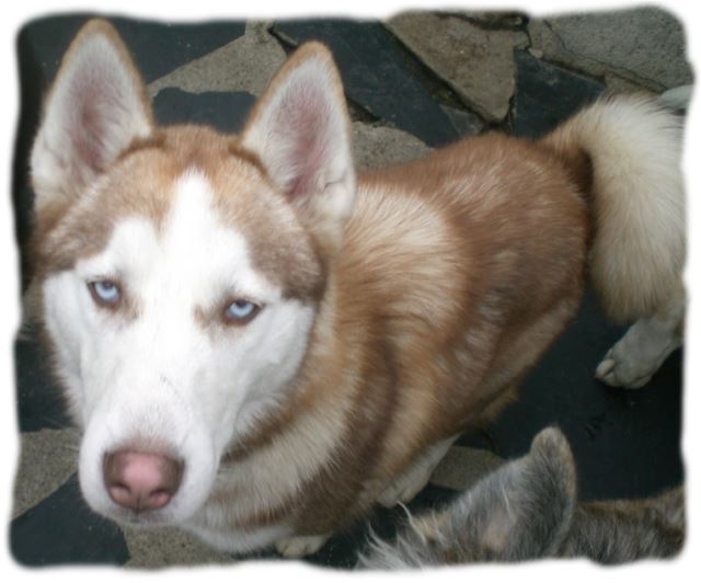 Anouck, Husky mâle 7 mois, REFU65 ADOPTE Cimg5111