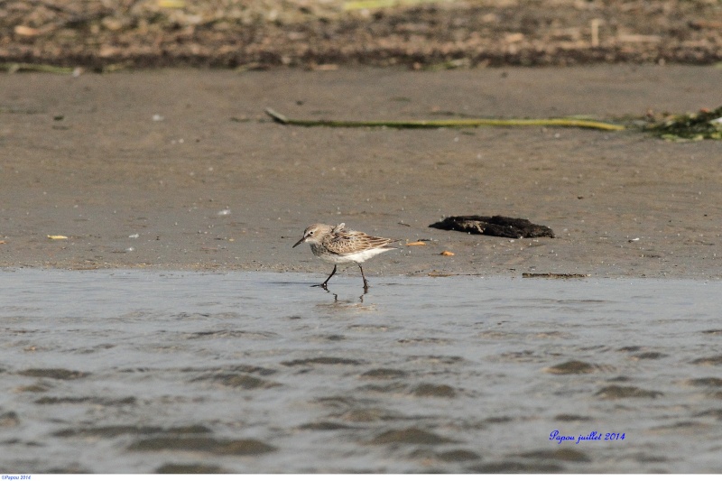 Seul sur le sable, les pieds dans l'eau...(Tanné de l'hiver) Papou_44