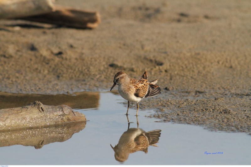 Seul sur le sable, les pieds dans l'eau...(Tanné de l'hiver) Papou_45