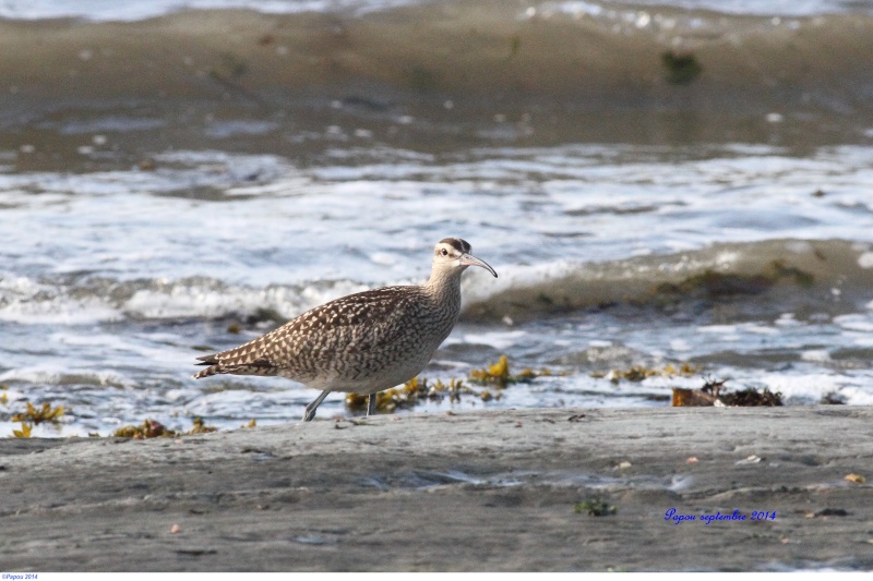 Seul sur le sable, les pieds dans l'eau...(Tanné de l'hiver) Papou_47