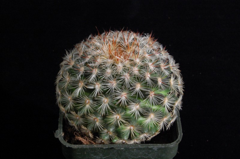 Mammillaria deherdtiana 2359-211