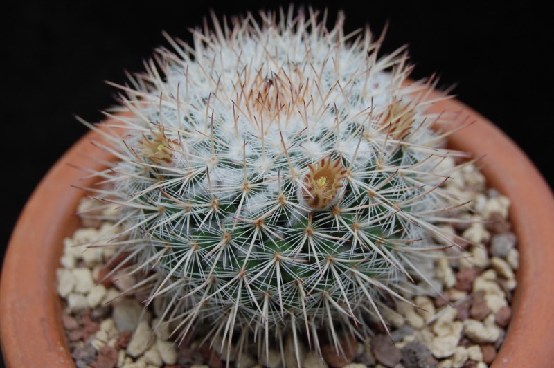 Mammillaria iwersiana 2444-211