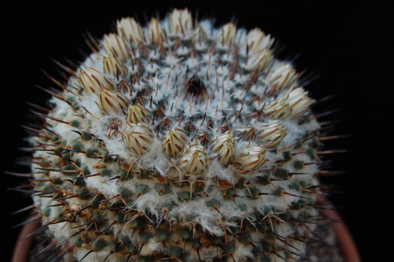 Mammillaria lloydii 6108-210