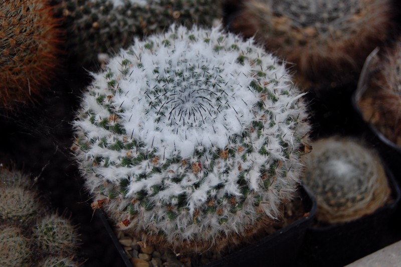 Mammillaria hahniana Hahnia12