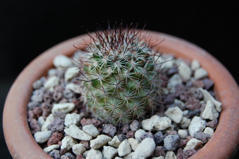 Mammillaria dioica Ph_20810