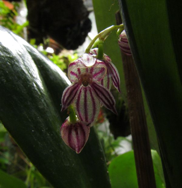 pleurothallis - Pleurothallis secunda Img_3029