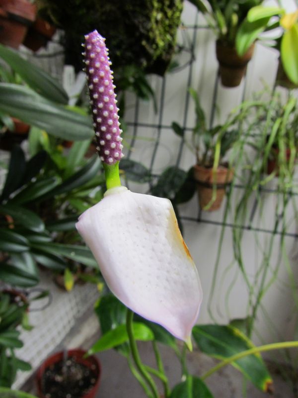 Anthurium amnicola Img_3229