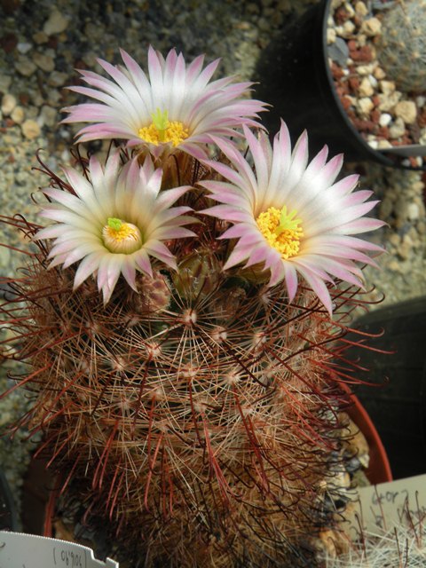 Mammillaria wrightii ssp wilcoxii Lau 1079 Wilcox11