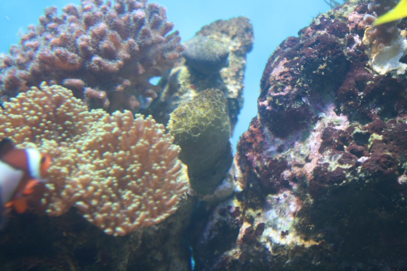 algues sur coraux  Img_9510