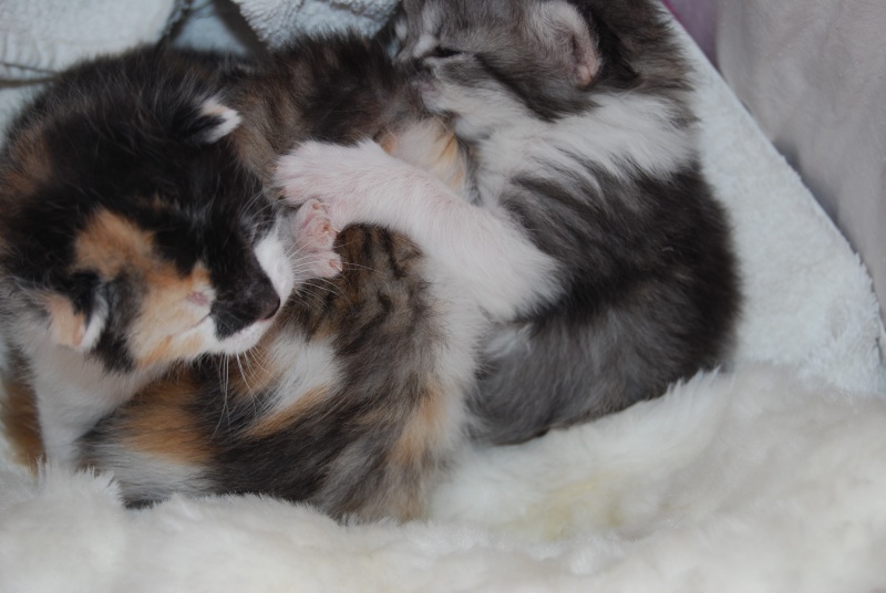 PETITS CHATONS DE 15 JOURS Chaton16