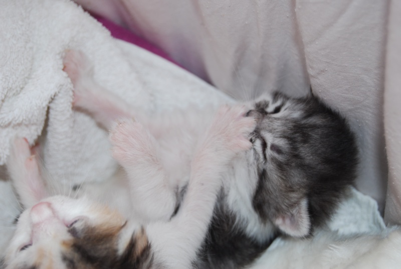 PETITS CHATONS DE 15 JOURS Chaton18