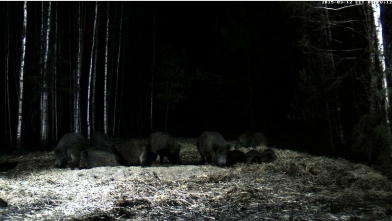 Boar cam Winter 2014-2015 - Page 8 2015-103