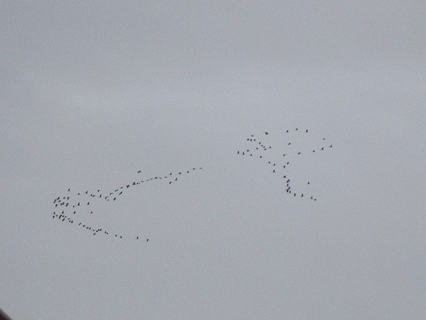 passage de grues Atelie10