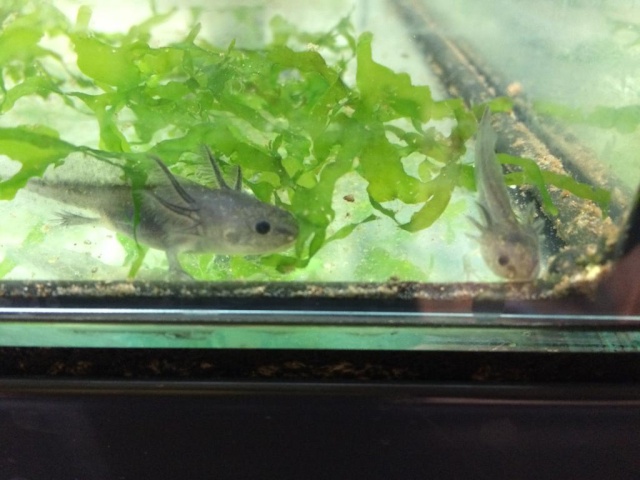 reproduction Axolotl 5d38c110
