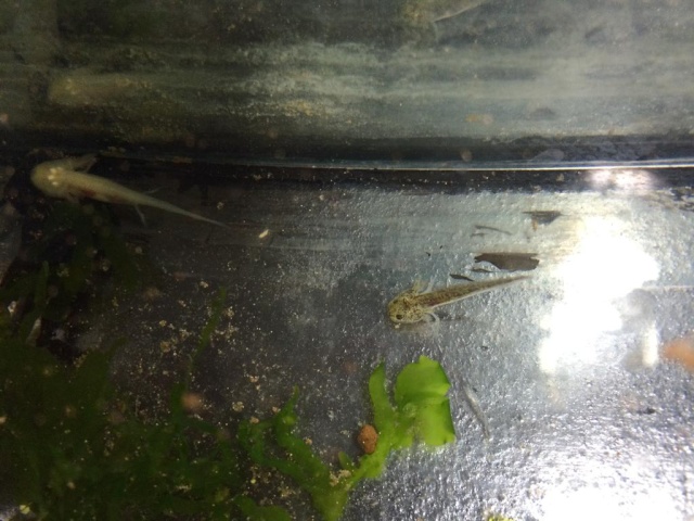 reproduction Axolotl 869c2711