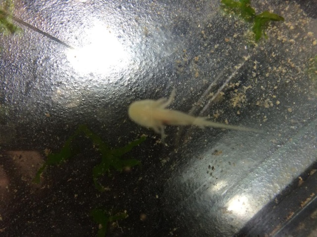 reproduction Axolotl F0d7b110