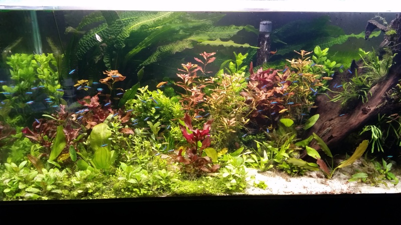 720 L planté - Page 2 2015-012