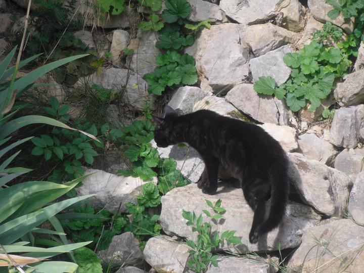 Flash, chaton noir, 3 mois - M Flash11