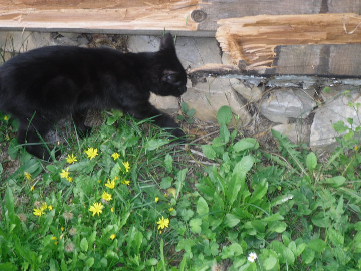 Flash, chaton noir, 3 mois - M Flash410