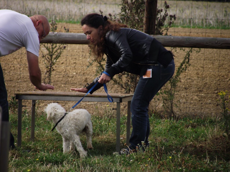 • Dimanche 2 Septembre 2012- -"Pile Poil Show"- CRUCEY VILLAGES (27) Dscf4525