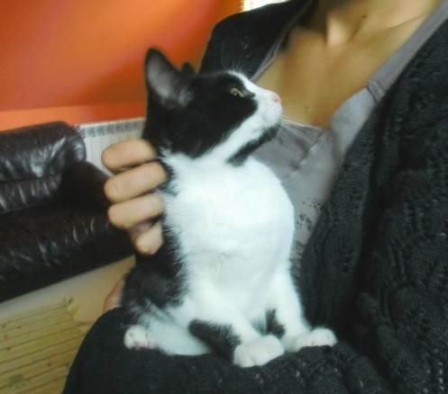Ferrero, chaton noir et blanc 4 mois - M Ferrer11