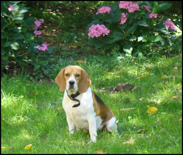 Voici un beagle 0111210