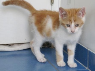 Fjord Chaton Roux Et Blanc 3 Mois M