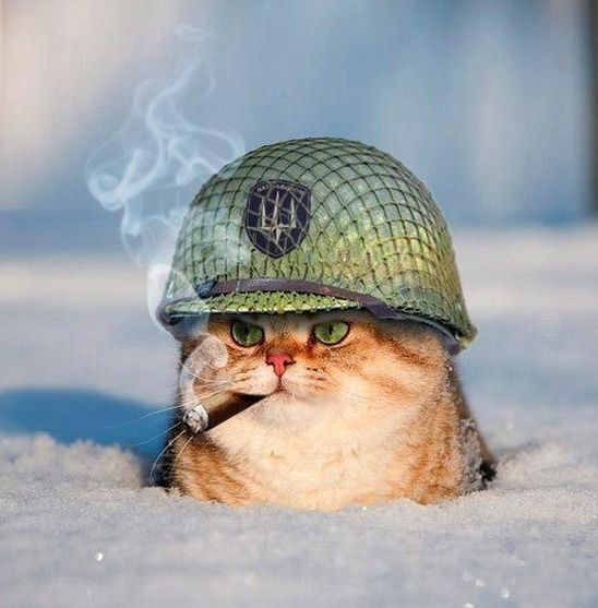 Cats in war 10991211