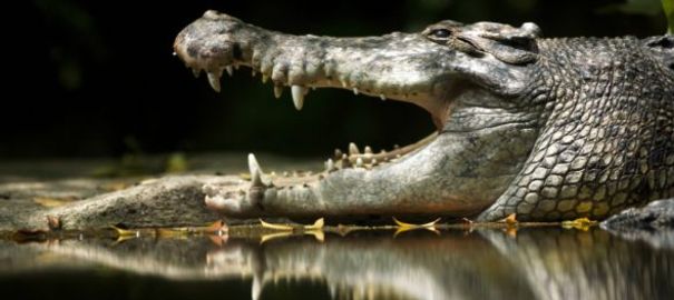 Un crocodile découvert dans un coffre de voiture en Seine-Saint-Denis Animau10