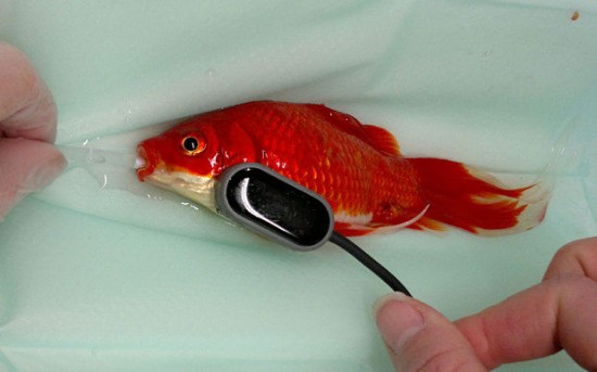 Une opération chirurgicale à 400€ pour déconstiper son poisson rouge  Poisos10