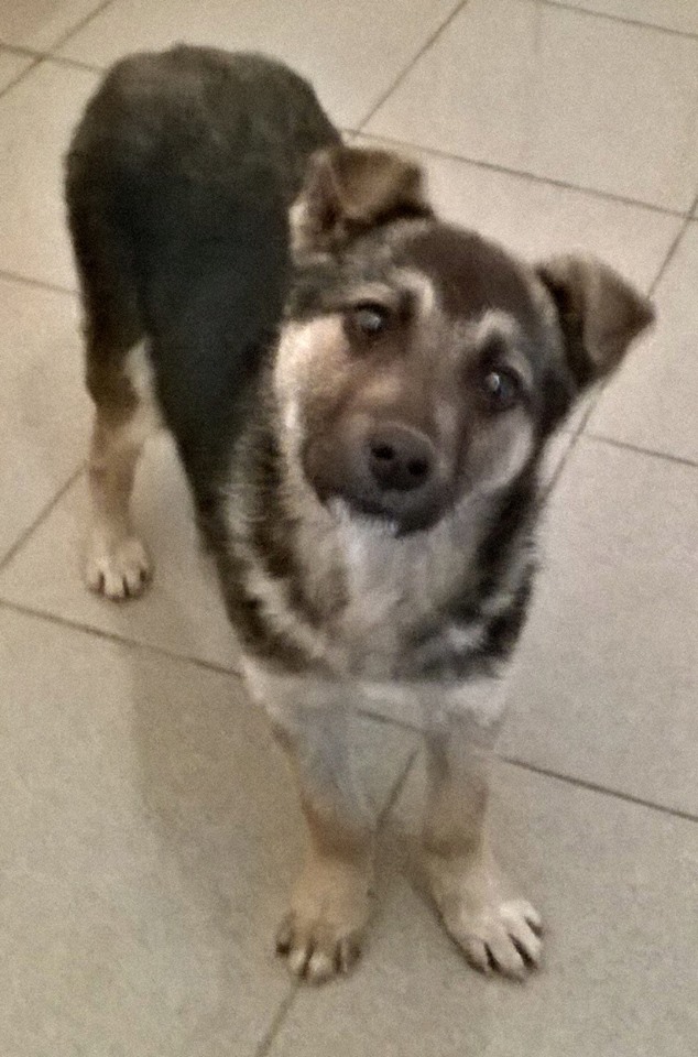 TIMOTEI chien mâle taille moyenne croisé berger allemand  né en octobre 2014, croisé, taille moyenne (Pascani) - adopté par simchou (71) - DECEDE 10403510
