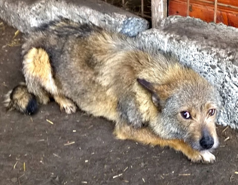 MAEH, femelle croisée, petite taille (Pascani) - adoptée par Blandine (dpt38) 10986810