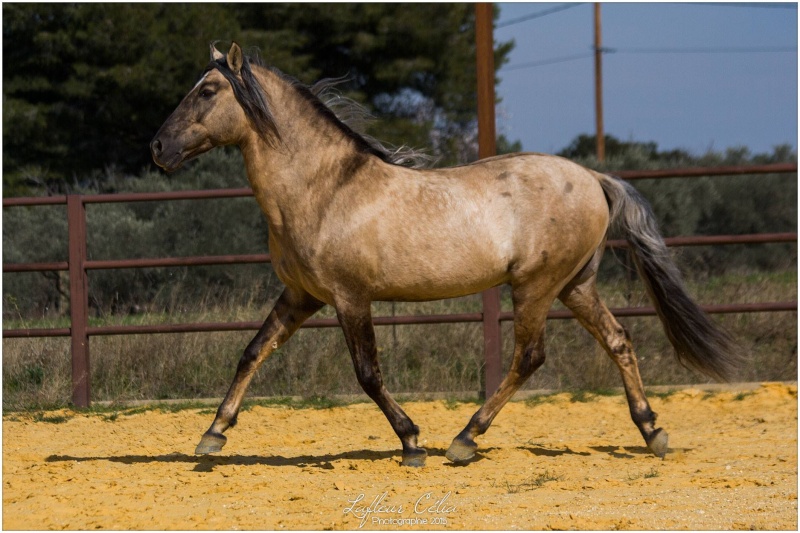 Merveillous, le cheval de mes rêves ....  - Page 3 10269210