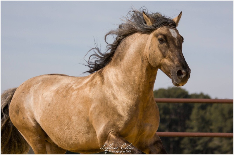 Merveillous, le cheval de mes rêves ....  - Page 3 16587210