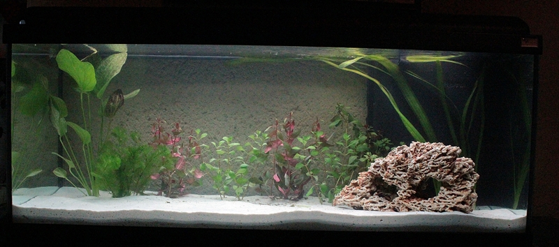 Lilou se lance dans l'Aquariophilie : Mon 160L et mon 80L !  Modif_10