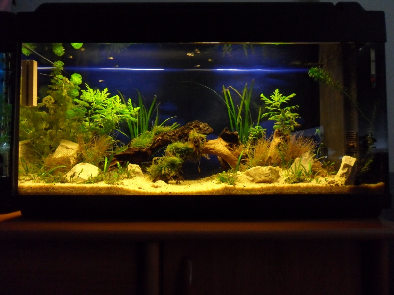 Quelles plantes pour un 240l de Guppy 19_08_11