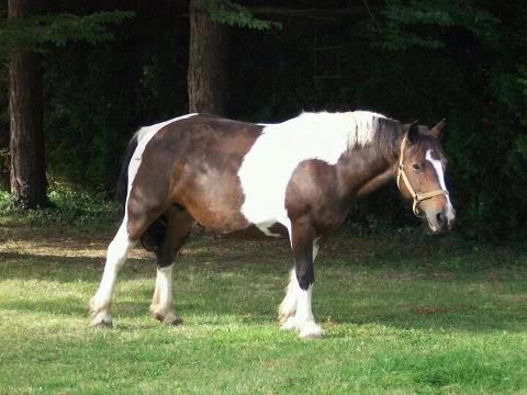 STOLEN  Horses and Ponies Dept 61 & dept 14 55091110