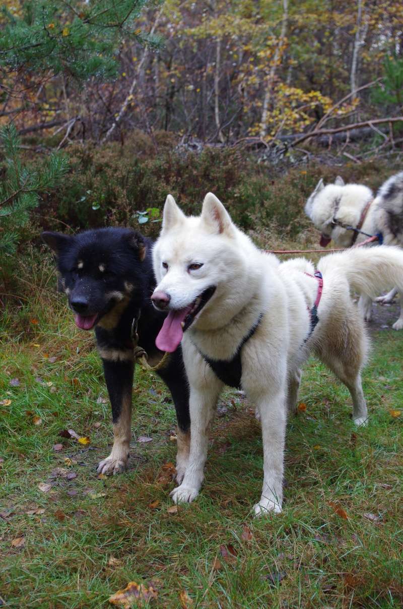 URGENT !!!! Ecla, Groenlandaise lof 5 ans PART89 ADOPTEE Ik5m4610