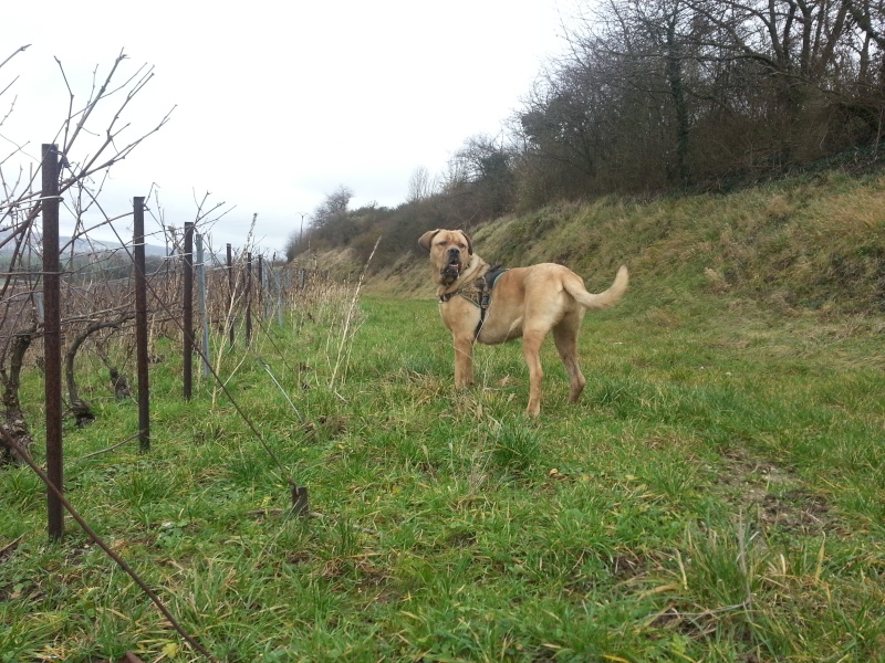 Hina (croisé dogue de bordeau et cane corso) - Page 18 20150113