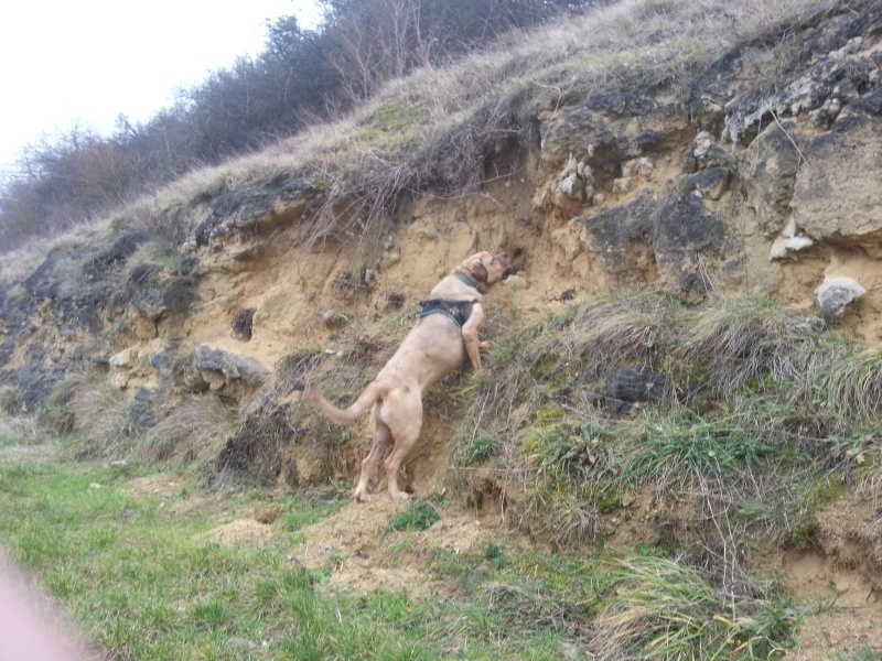 Hina (croisé dogue de bordeau et cane corso) - Page 18 20150114