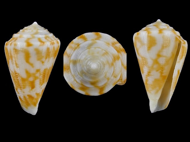 Conus (Eremiconus) minnamurra  (Garrard, 1961) Conus_10