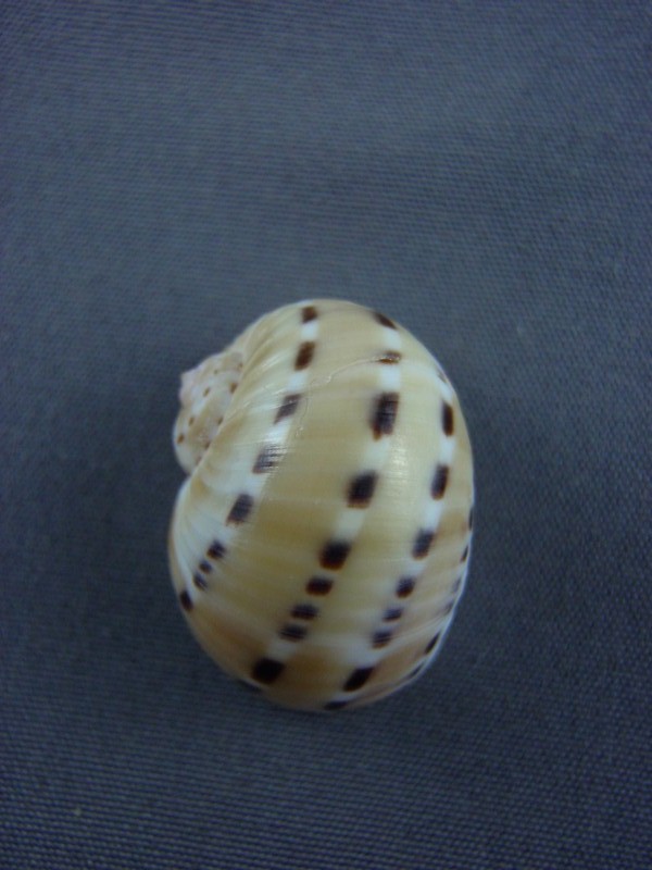 Naticarius alapapilionis (Röding, 1798) Crabe_11