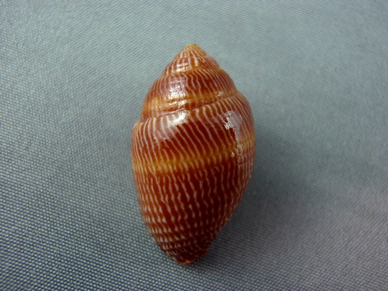 Strigatella retusa (Lamarck, 1811)  Mitre_10