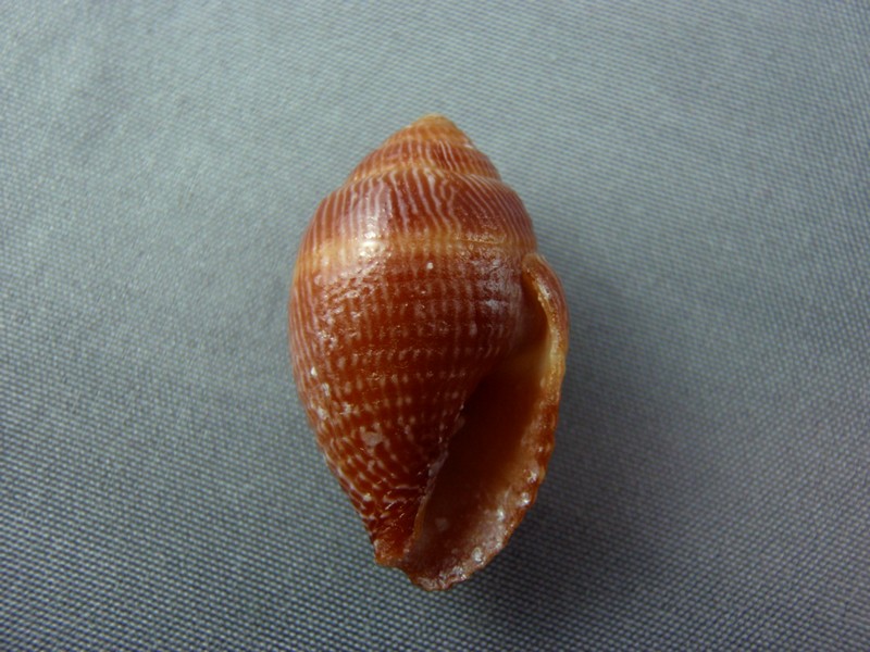Strigatella retusa (Lamarck, 1811)  Mitre_11