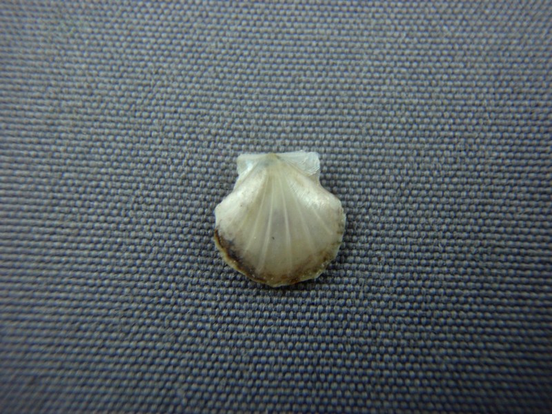 Propeamussiidae : Parvamussium scitulum - (E. A. Smith, 1885) Pecten12