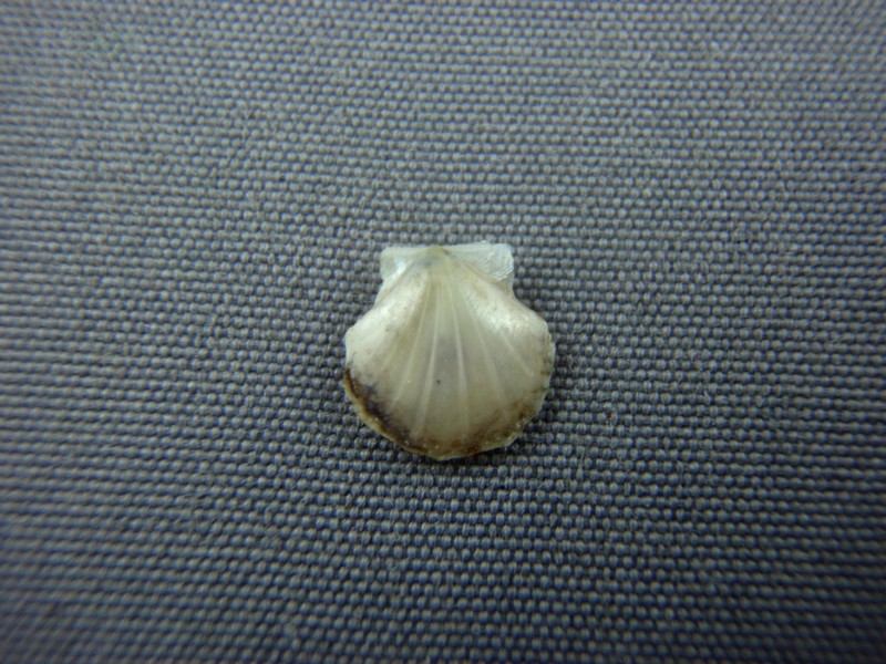 Propeamussiidae : Parvamussium scitulum (E. A. Smith, 1885)  Pecten12